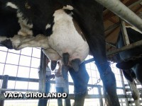 /album/vaca-girolando/vaca-girolando-5-jpg/